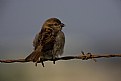 Picture Title - Young Sparrow