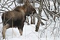 Picture Title - MOOSE MUNCHING