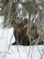 Picture Title - SLEEPING MOOSE