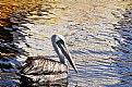 Picture Title - Pelican