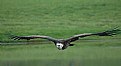 Picture Title - Flying Vulture