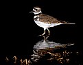 Picture Title - Killdeer before sunrise