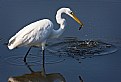 Picture Title - Great Egret Fishing