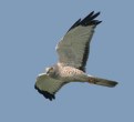 Picture Title - Northern Harrier