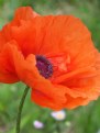 Picture Title - Fire Poppy