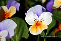 Picture Title - Pansy