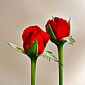 Picture Title - Twin Flowers