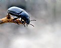Picture Title - ?