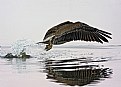 Picture Title - Brown Pelican