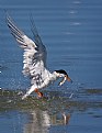 Picture Title - Forster's Tern 