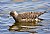 Juvenile Long Tailed Jaeger