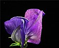 Picture Title - sweet pea