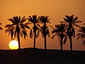 Picture Title - Sunset and Palm