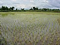 Picture Title - More Rice Is Nicer...