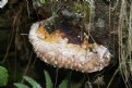 Picture Title - so close to mushroom