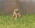 Picture Title - Burrowing Owl