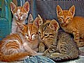 Picture Title - Four Kittens