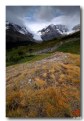 Picture Title - Wilcox Pass Overlooking Athabasca Glacier