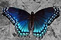 Picture Title - Blue Butterfly