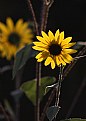 Picture Title - Sunshine on a Sunflower