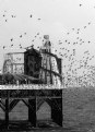 Picture Title - Brighton Starlings