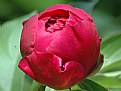 Picture Title - Peony Bud