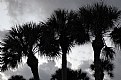 Picture Title - Florida Palms