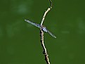 Picture Title - Dragonfly