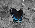 Picture Title - Butterfly2