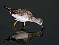 Picture Title - Greater Yellowlegs 