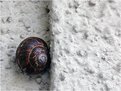 Picture Title - lumaca - snail