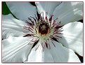 Picture Title - Clematis 2