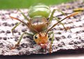 Picture Title - GREEN ANT II