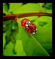 Picture Title - Ladybug Love