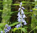 Picture Title - Solomon's Seal?