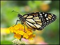 Picture Title - Monarch butterfly
