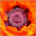 Picture Title - Poppy seed