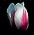 Pink  Tulip