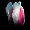 Picture Title - Pink  Tulip