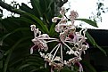 Picture Title - Vanda tricolor