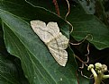 Picture Title - Scopula nigropunctata