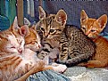 Picture Title - Kittens