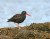 Oyster Catcher