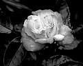Picture Title - Una rosa blanca....
