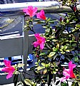 Picture Title - Azaleas in a Balcony