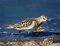 Picture Title - Baird's Sandpiper