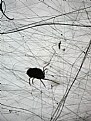 Picture Title - Spider at work