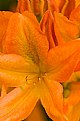 Picture Title - Orange Hydrangea