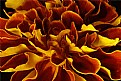 Picture Title - marigold - upclose