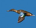 Northern Shoveler fly by